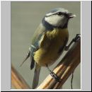 Parus caeruleus - Blaumeise 02.jpg